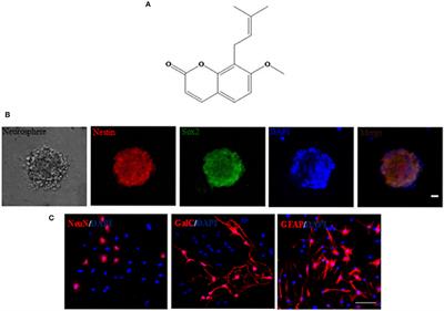 Osthole Stimulated Neural Stem Cells Differentiation into Neurons in an Alzheimer's Disease Cell Model via Upregulation of MicroRNA-9 and Rescued the Functional Impairment of Hippocampal Neurons in APP/PS1 Transgenic Mice